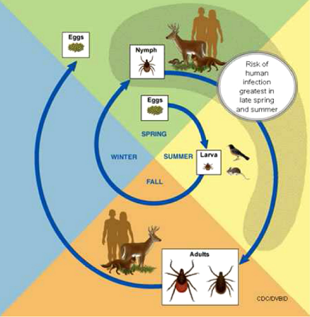Dwuletni cykl życiowy kleszczy z rodzaju Ixodes.