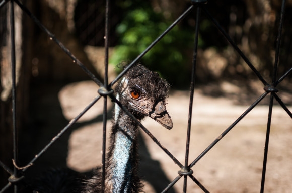 Oprócz widocznych na zdjęciach strusiów i danieli w zoo mieszkały jeszcze: osiołek, paw i inne ptaszki...